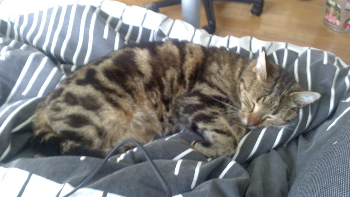 Huskat Tiger billede 9