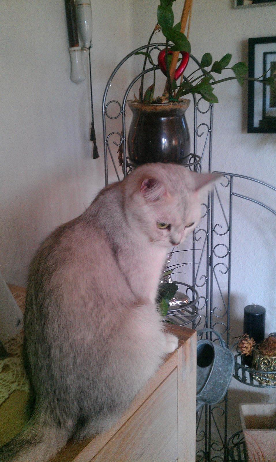 British Shorthair She is my kind of girl   "Midde" billede 17
