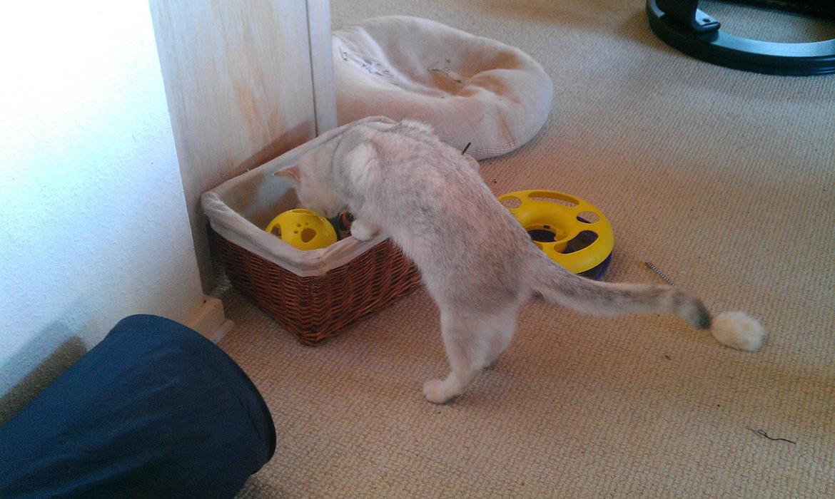 British Shorthair She is my kind of girl   "Midde" - Hvad er der gemt i legetøjskassen? billede 20