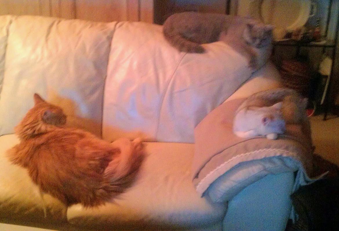 British Shorthair She is my kind of girl   "Midde" - Midde med hendes "brødre" billede 18