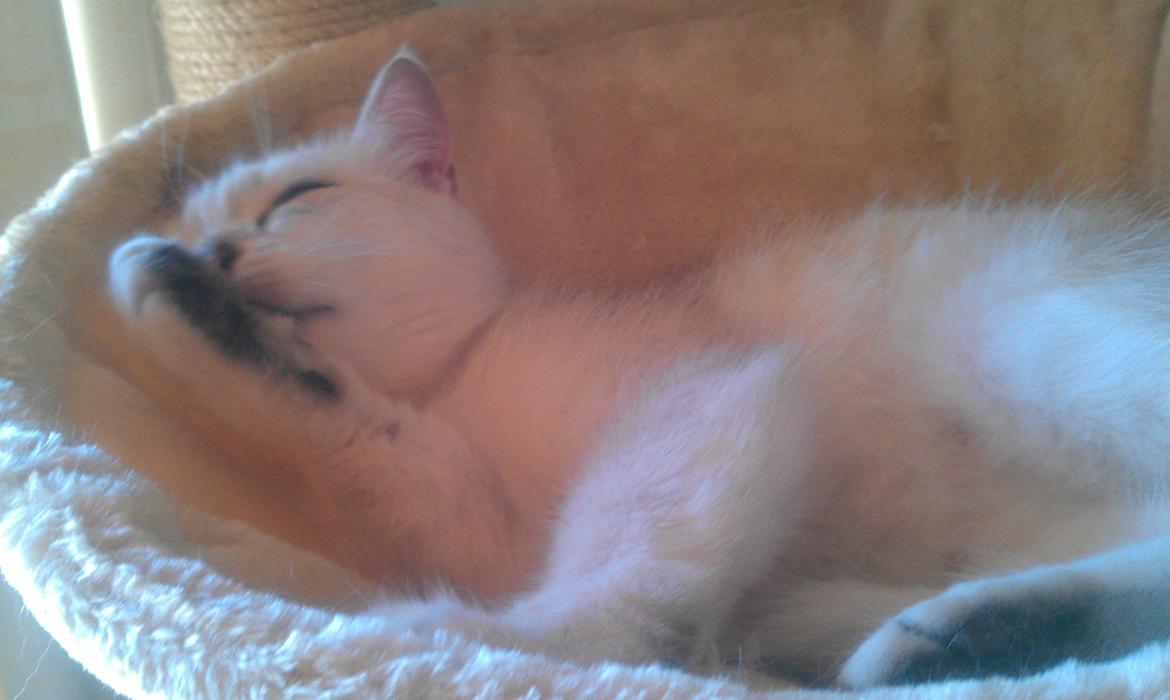 British Shorthair She is my kind of girl   "Midde" - Ingen tvivl om det... billede 13