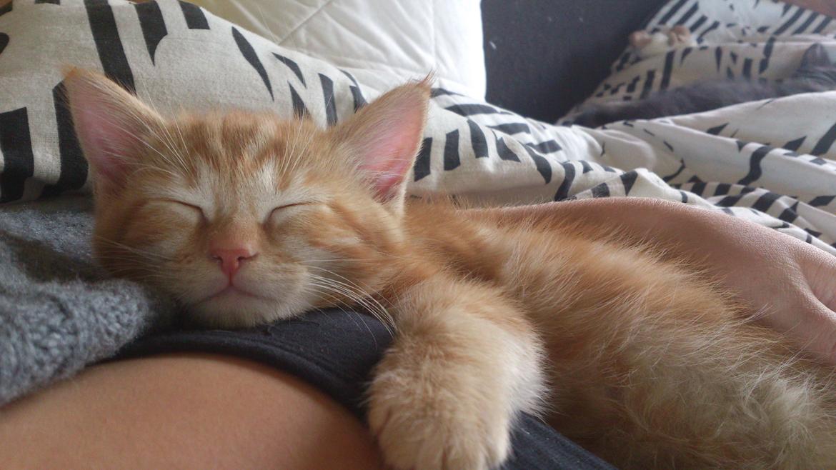 Blanding af racer Zimba Løvenberg billede 1