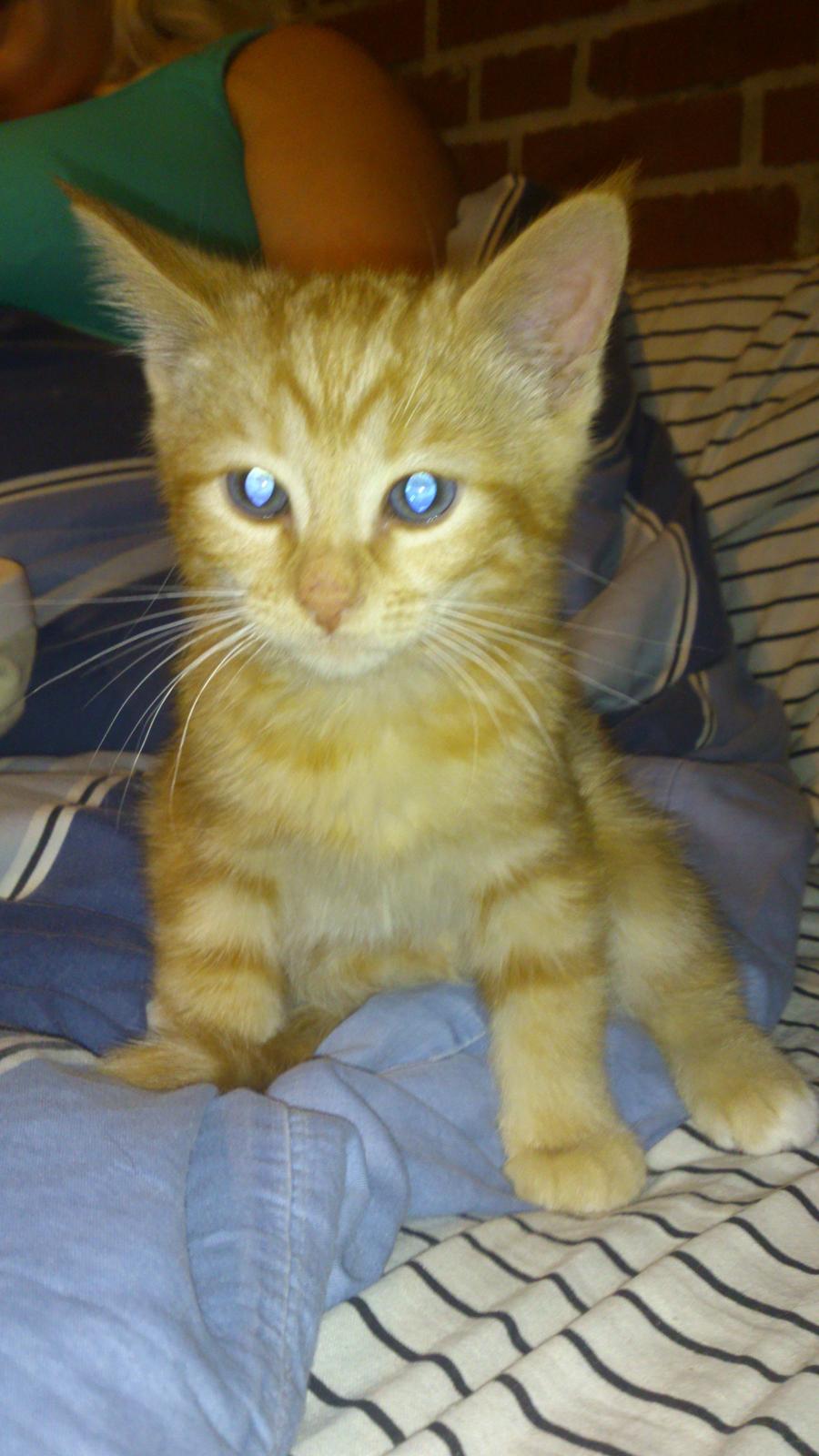 Blanding af racer Zimba Løvenberg billede 2