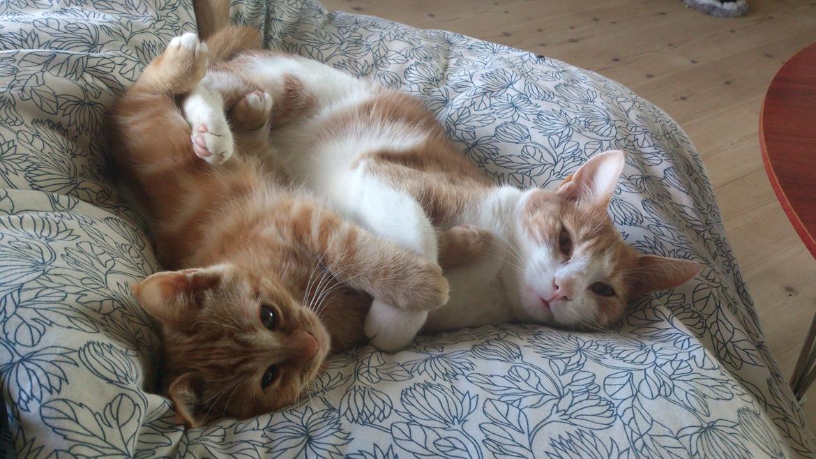 Blanding af racer Zimba Løvenberg billede 3