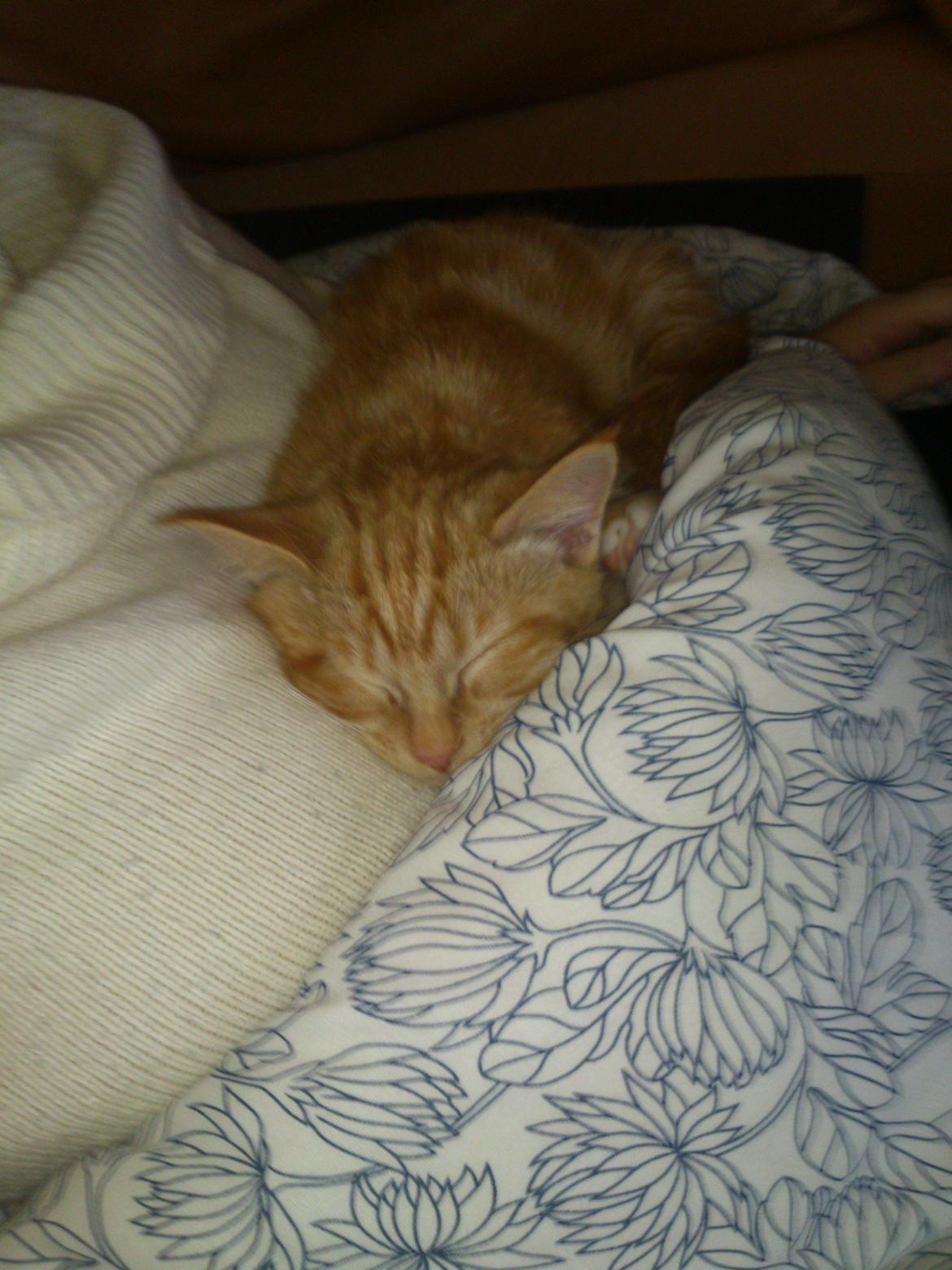 Blanding af racer Zimba Løvenberg billede 6