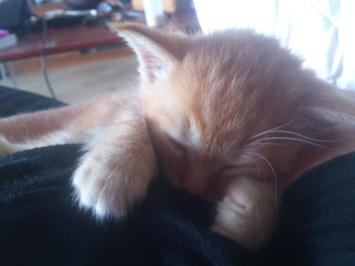 Blanding af racer Zimba Løvenberg billede 10