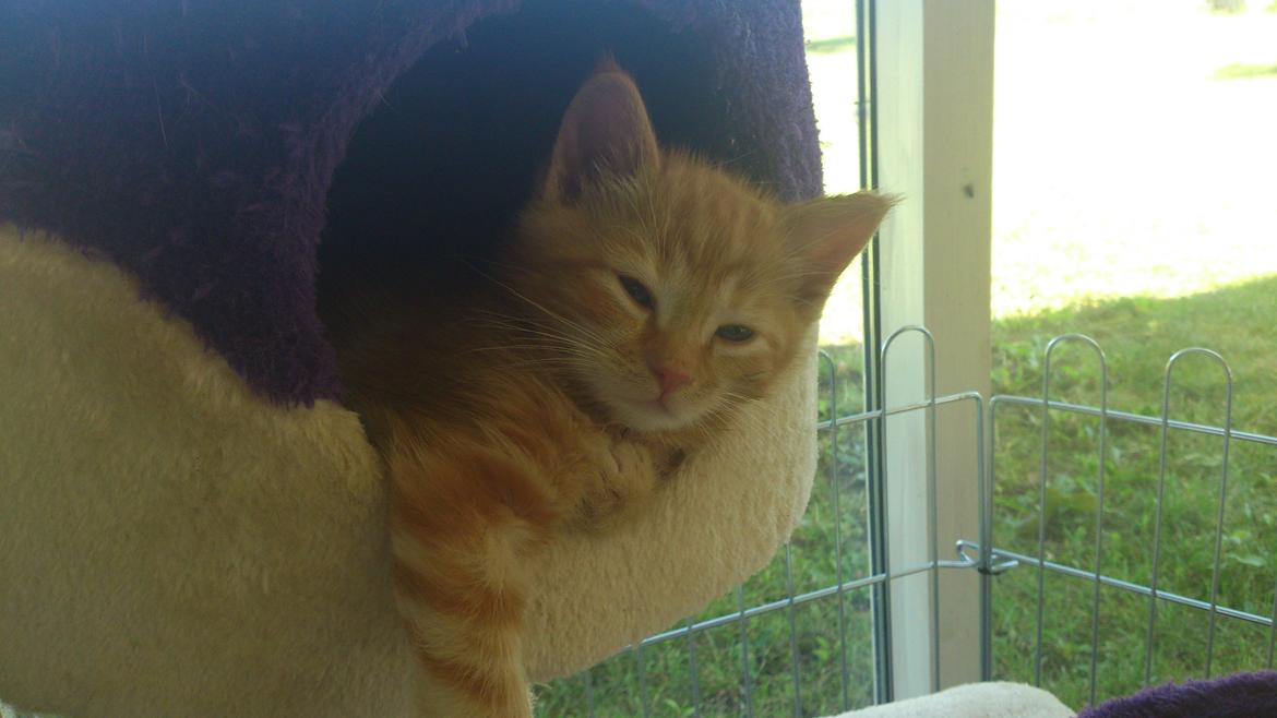 Blanding af racer Zimba Løvenberg billede 11