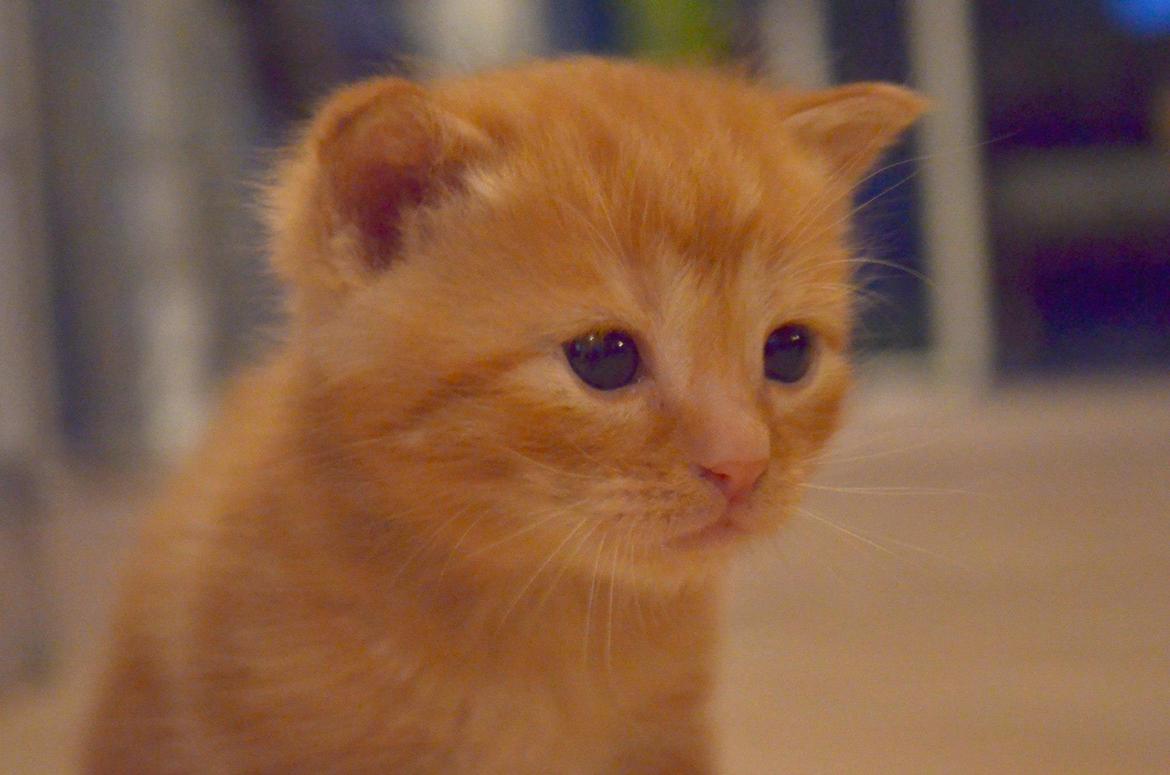 Blanding af racer Zimba Løvenberg billede 12