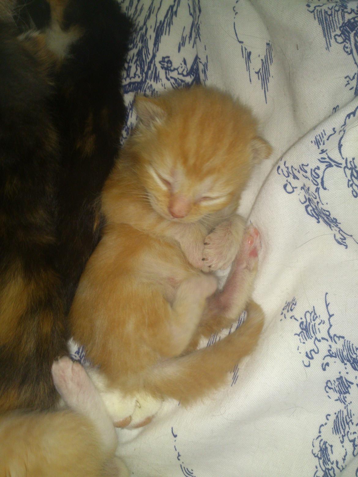 Blanding af racer Zimba Løvenberg billede 13