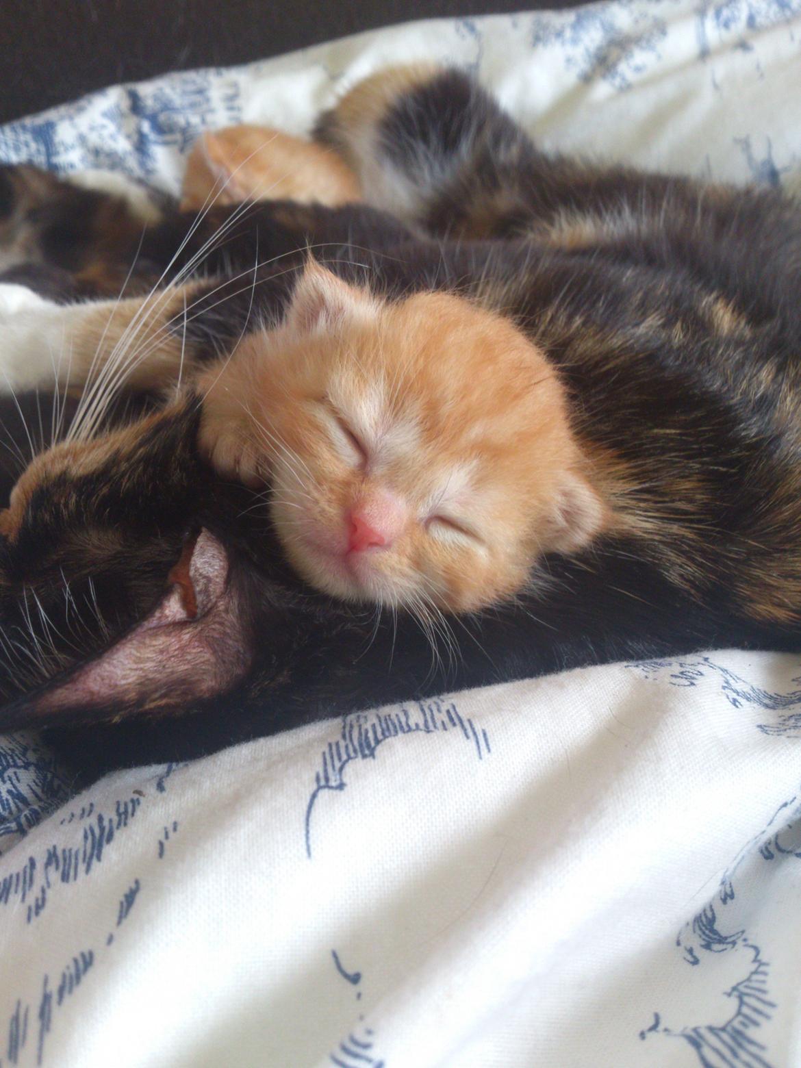 Blanding af racer Zimba Løvenberg billede 14