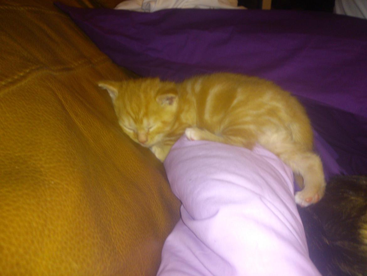 Blanding af racer Zimba Løvenberg billede 15