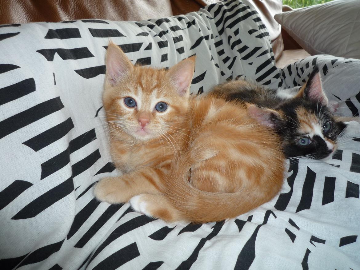 Blanding af racer Zimba Løvenberg billede 16