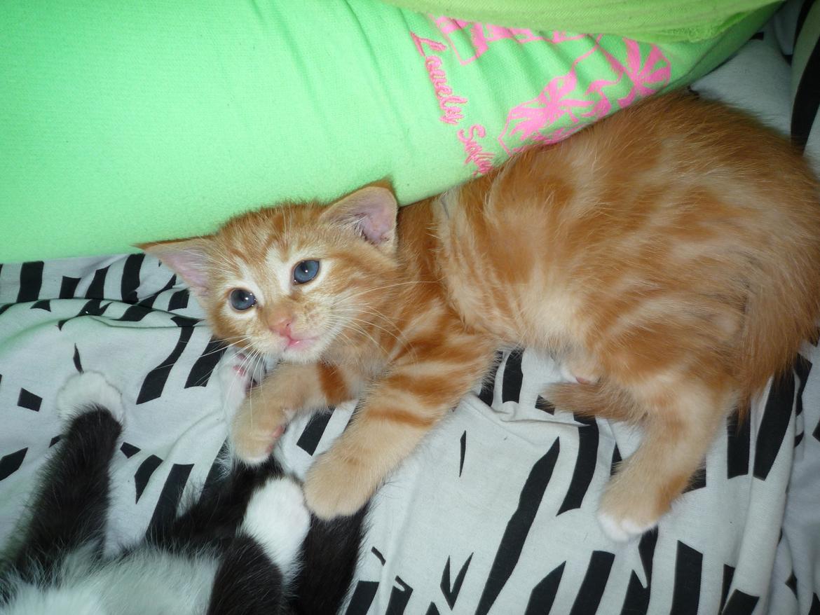 Blanding af racer Zimba Løvenberg billede 17