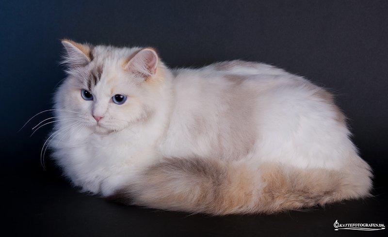 Ragdoll S* Gunbertus Lily billede 2