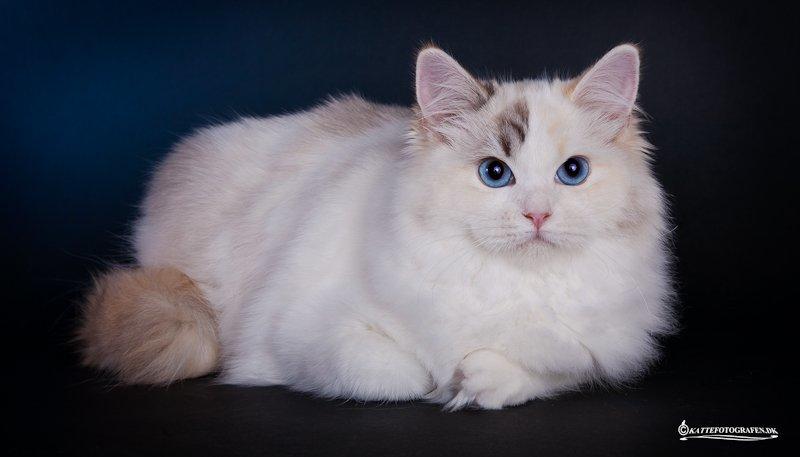Ragdoll S* Gunbertus Lily billede 3