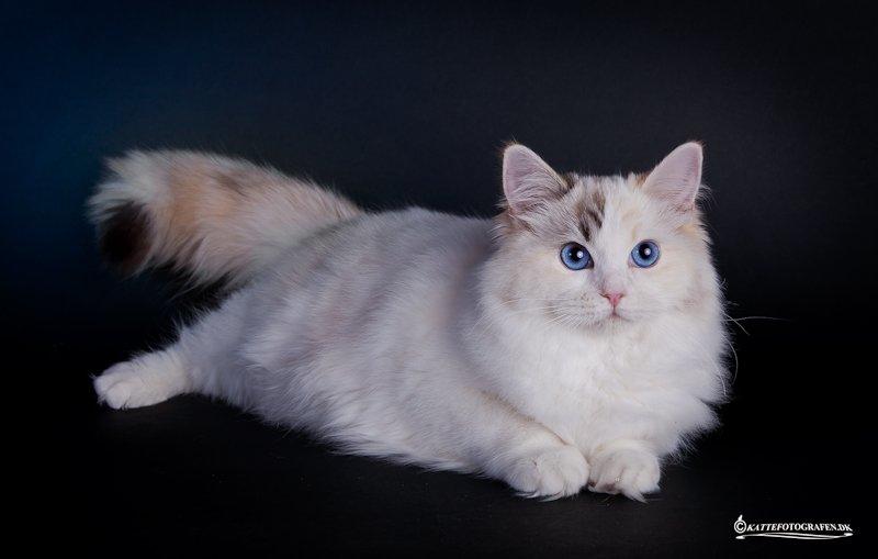 Ragdoll S* Gunbertus Lily billede 4