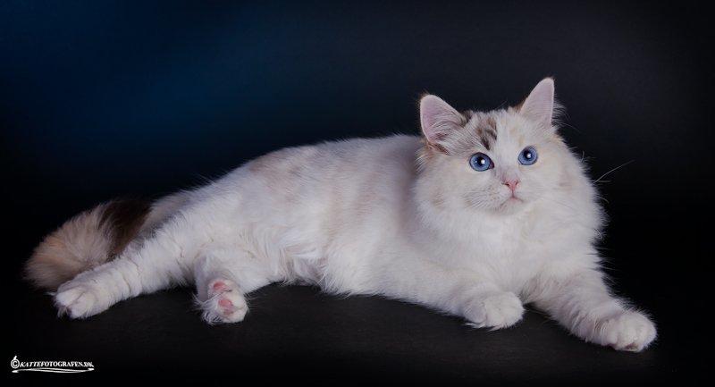 Ragdoll S* Gunbertus Lily billede 5