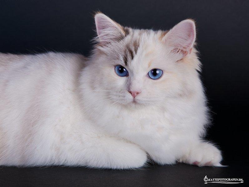 Ragdoll S* Gunbertus Lily billede 6
