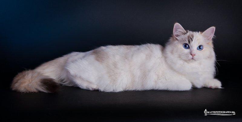 Ragdoll S* Gunbertus Lily billede 7