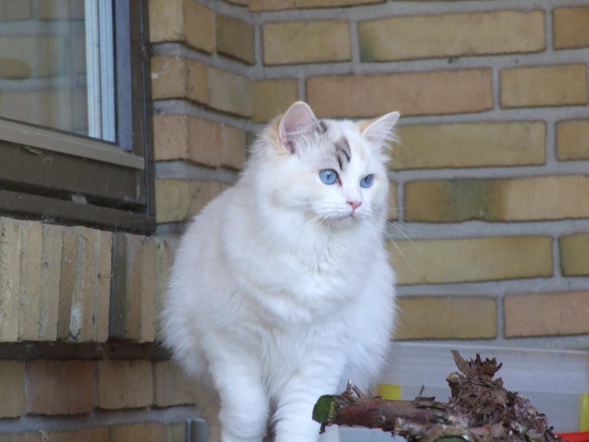 Ragdoll S* Gunbertus Lily billede 9