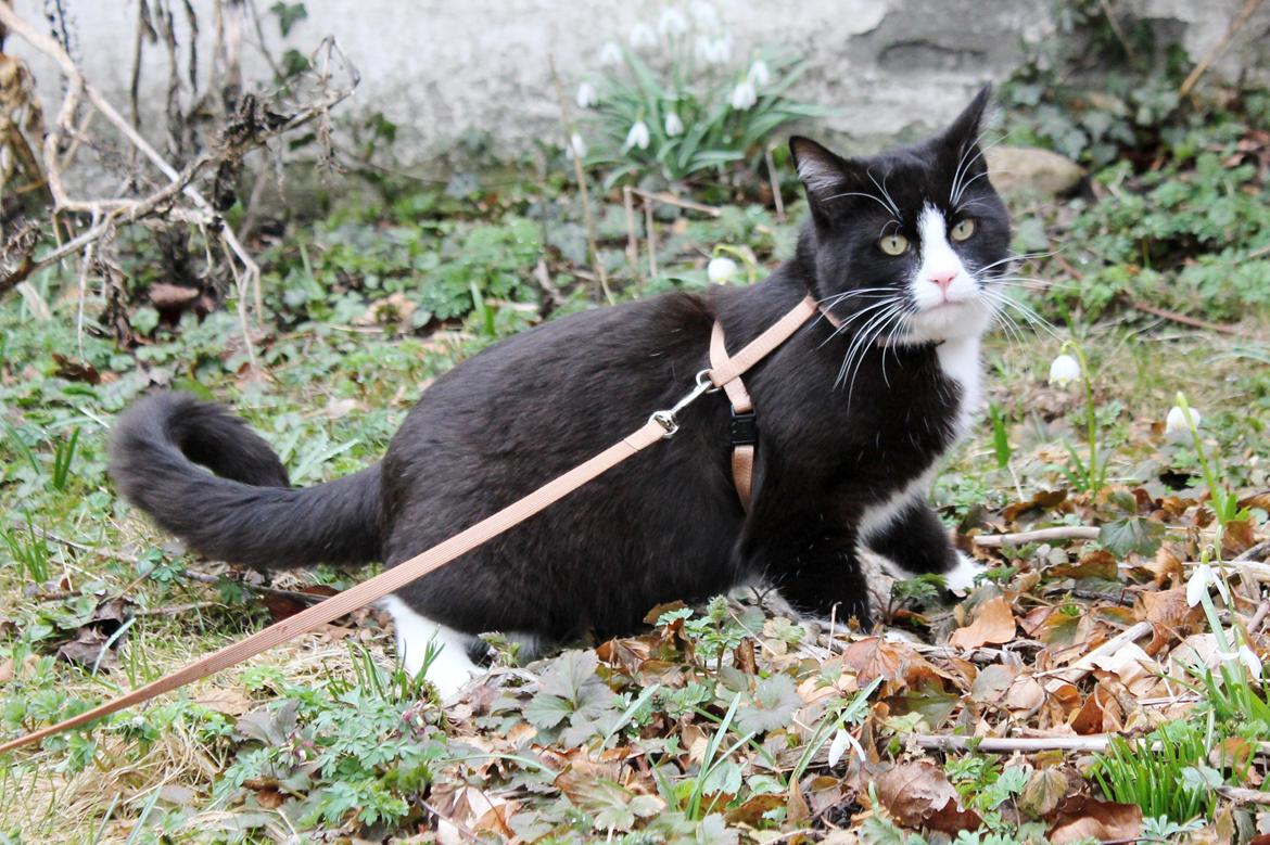 Blanding af racer Diego<3 billede 16