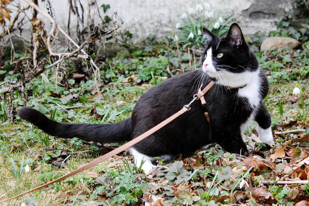 Blanding af racer Diego<3 billede 4