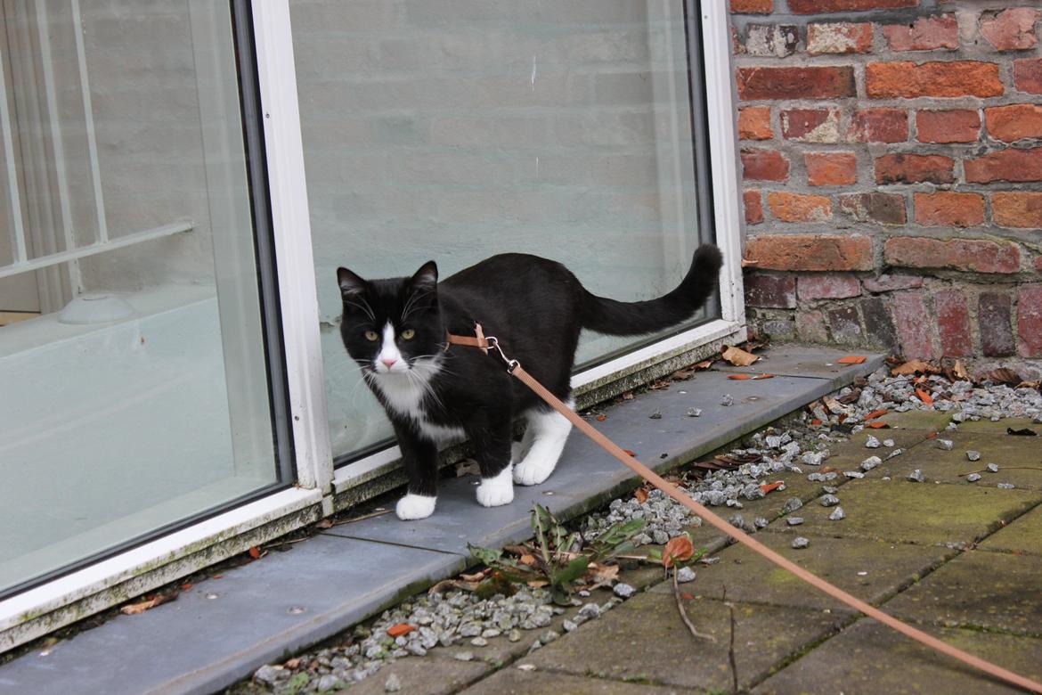 Blanding af racer Diego<3 billede 6