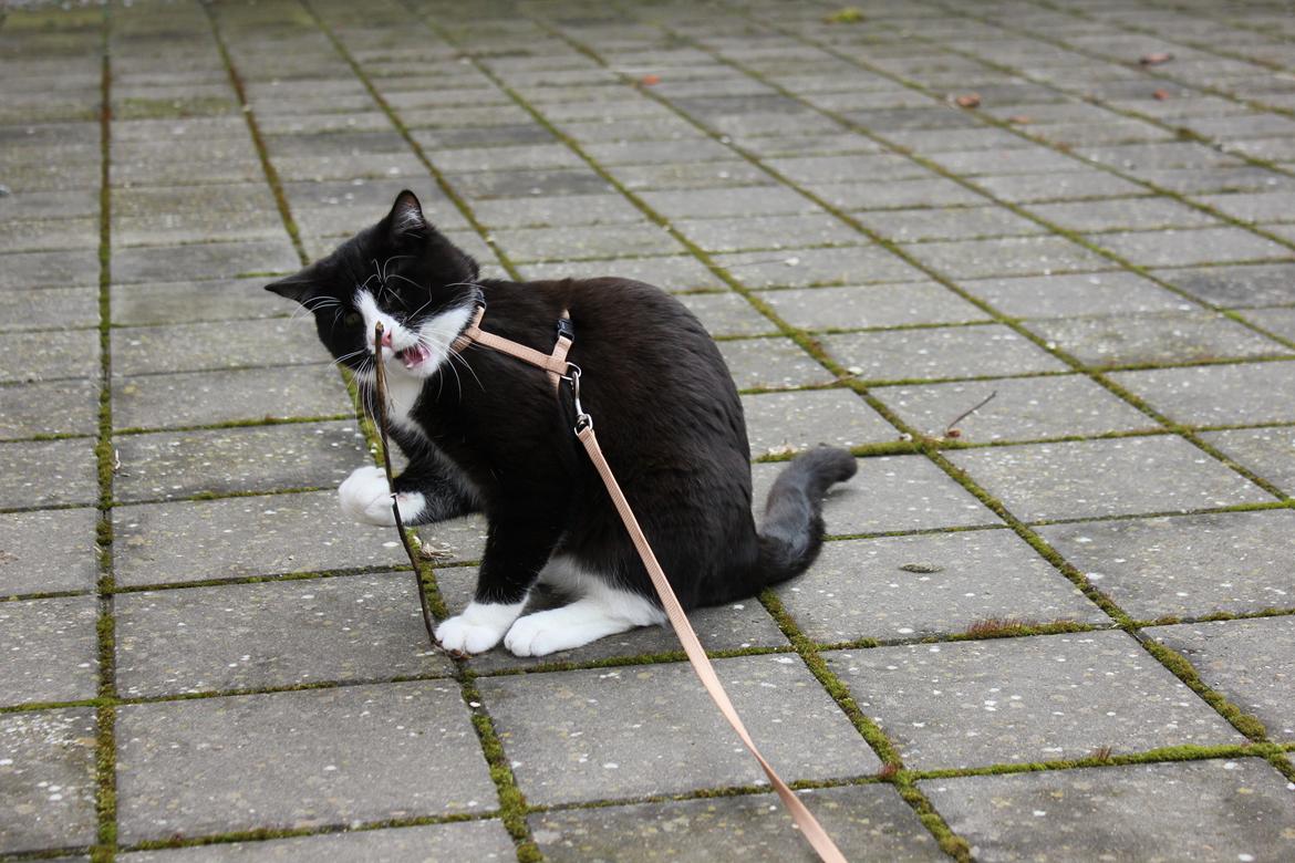 Blanding af racer Diego<3 billede 5