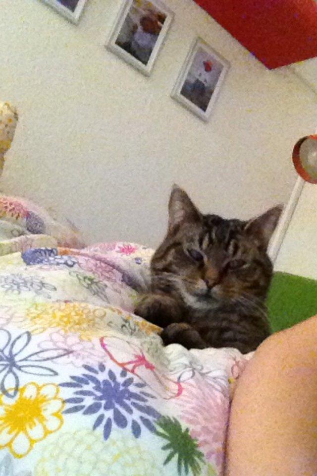 Blanding af racer Sigurd billede 1