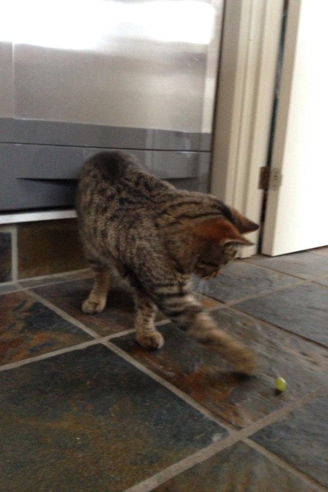 Blanding af racer Sigurd billede 2