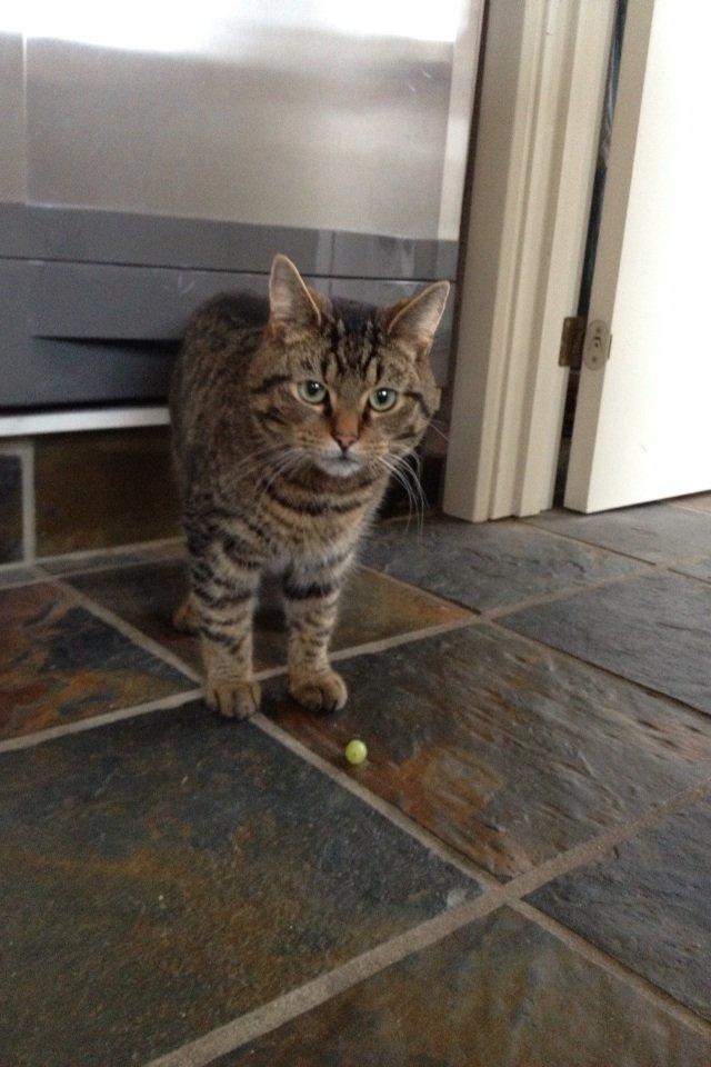 Blanding af racer Sigurd billede 3