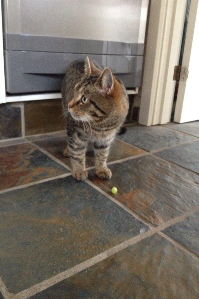 Blanding af racer Sigurd billede 4