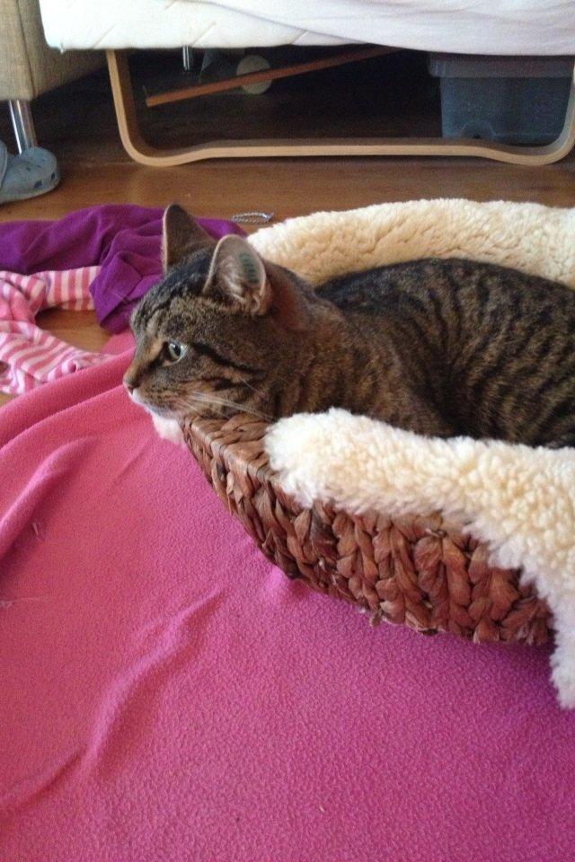 Blanding af racer Sigurd billede 5