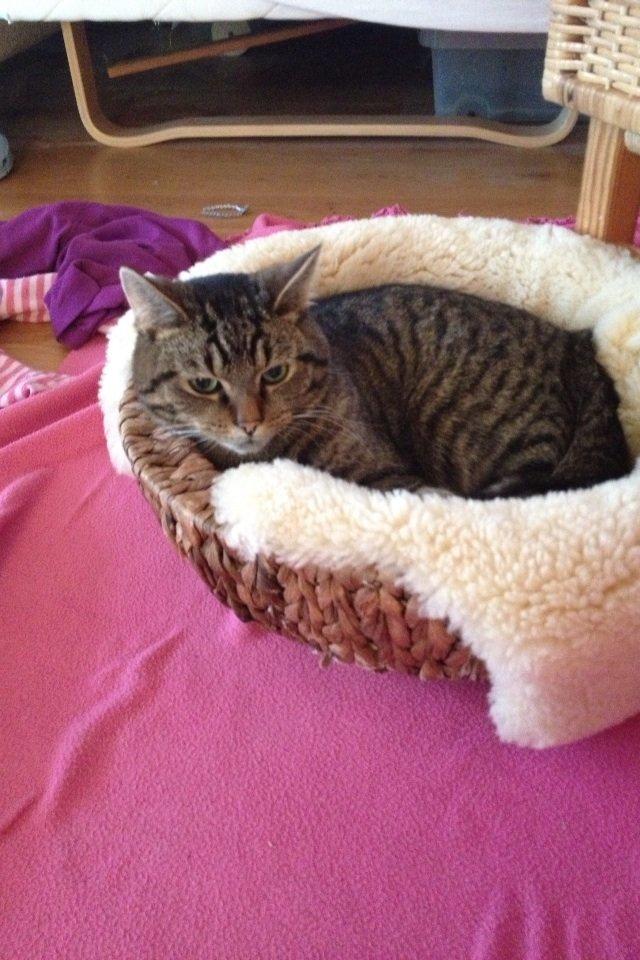 Blanding af racer Sigurd billede 6