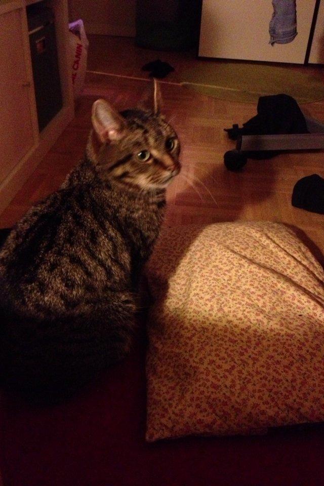 Blanding af racer Sigurd billede 7