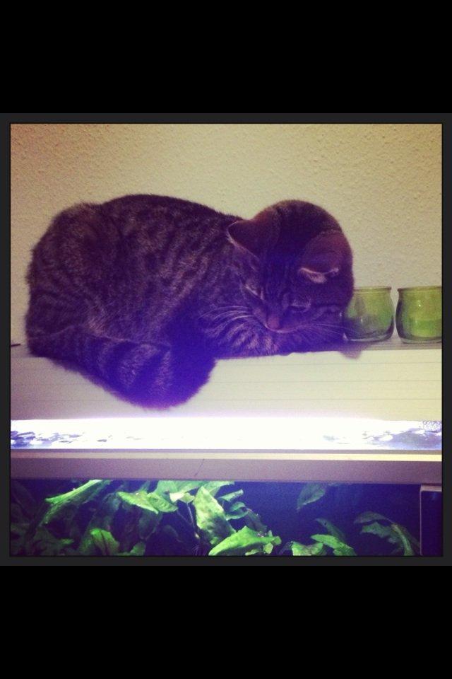 Blanding af racer Sigurd billede 8