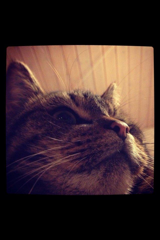 Blanding af racer Sigurd billede 9