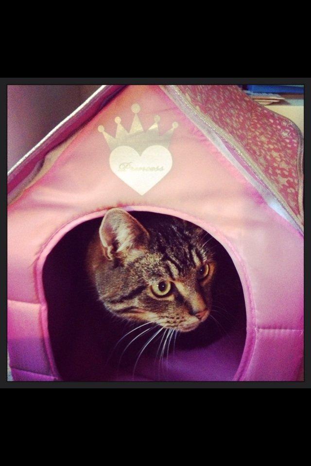 Blanding af racer Sigurd billede 10