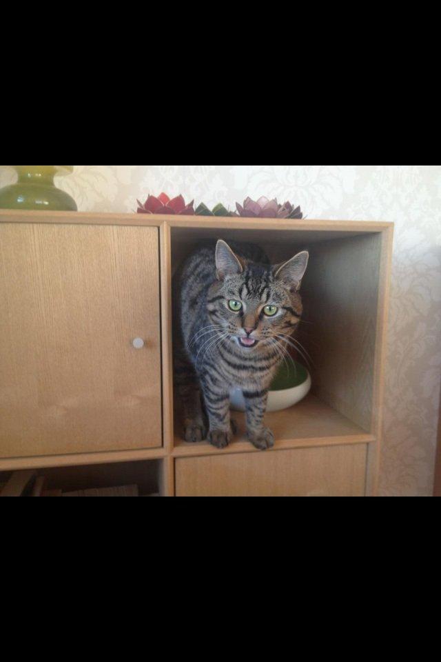 Blanding af racer Sigurd billede 11