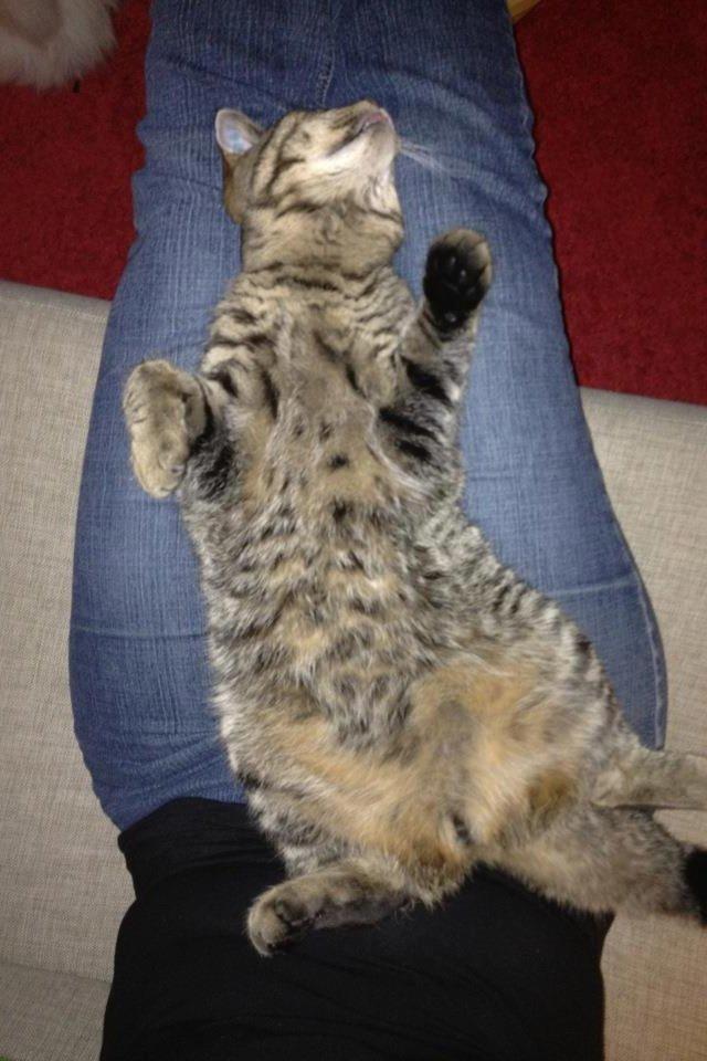 Blanding af racer Sigurd billede 12