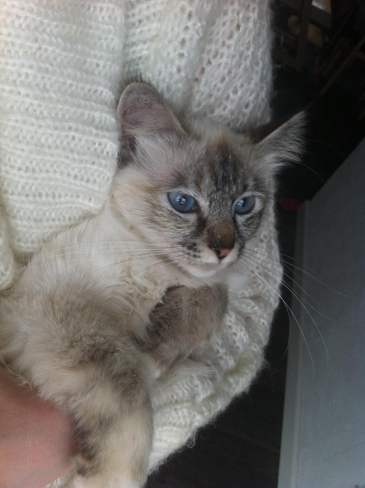 Hellig Birma Abella-Bruntortietabby billede 2