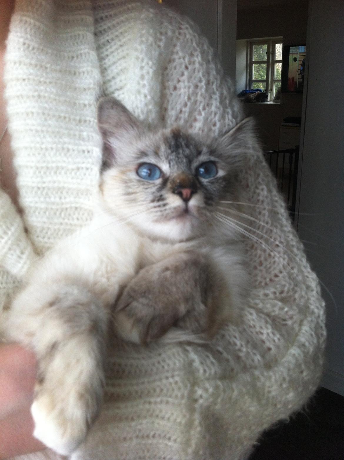 Hellig Birma Abella-Bruntortietabby billede 3