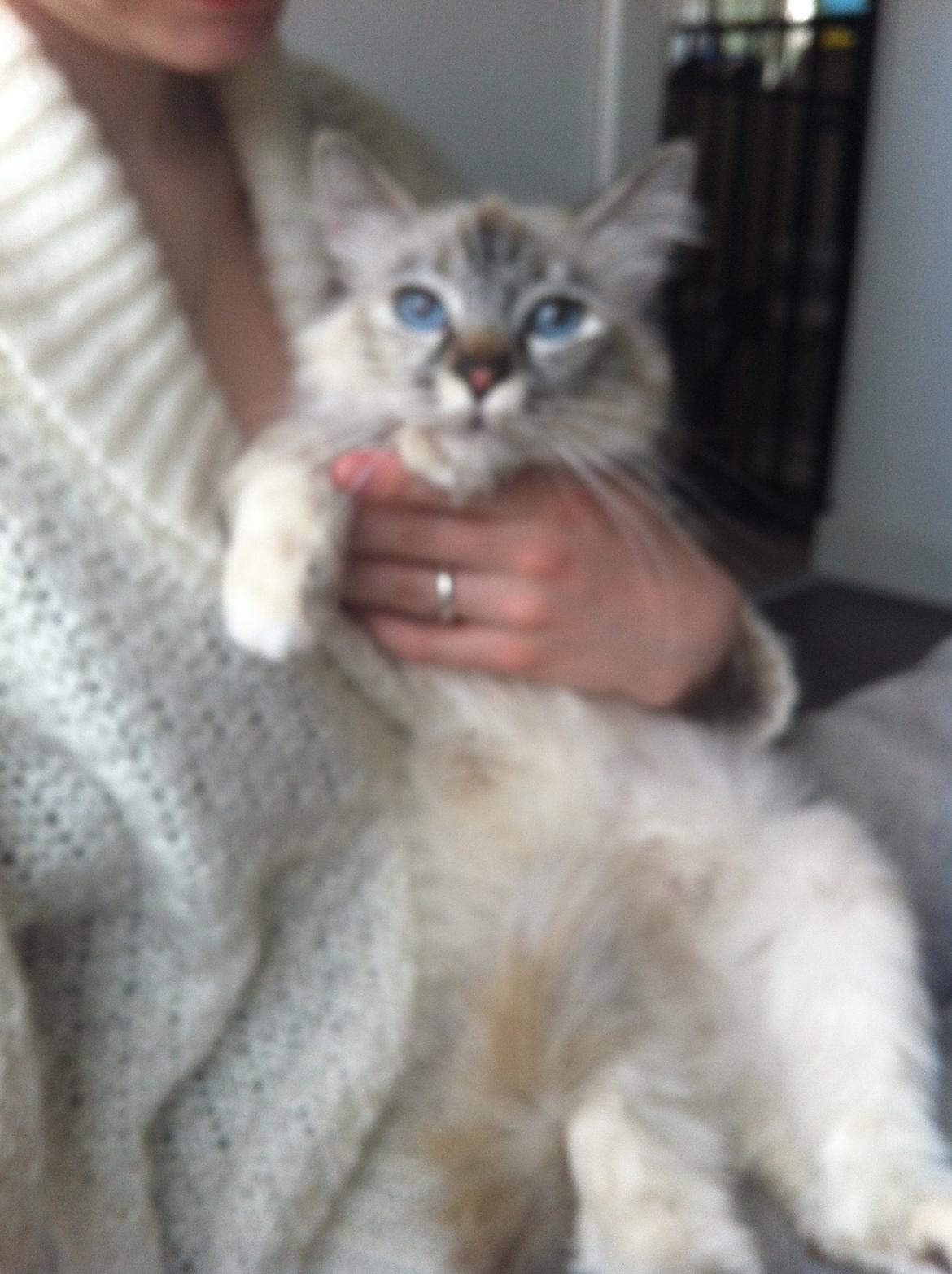 Hellig Birma Abella-Bruntortietabby billede 4