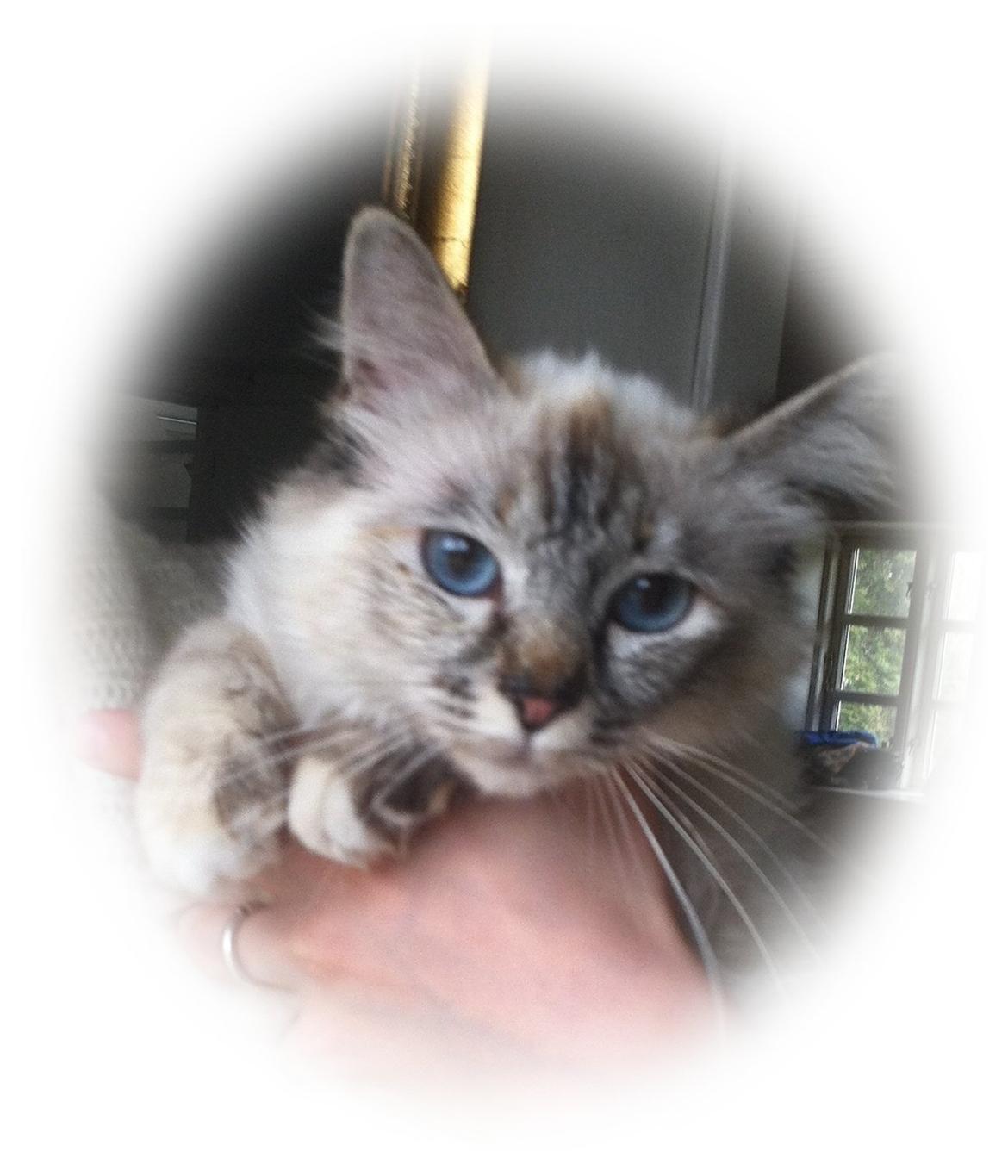 Hellig Birma Abella-Bruntortietabby billede 5