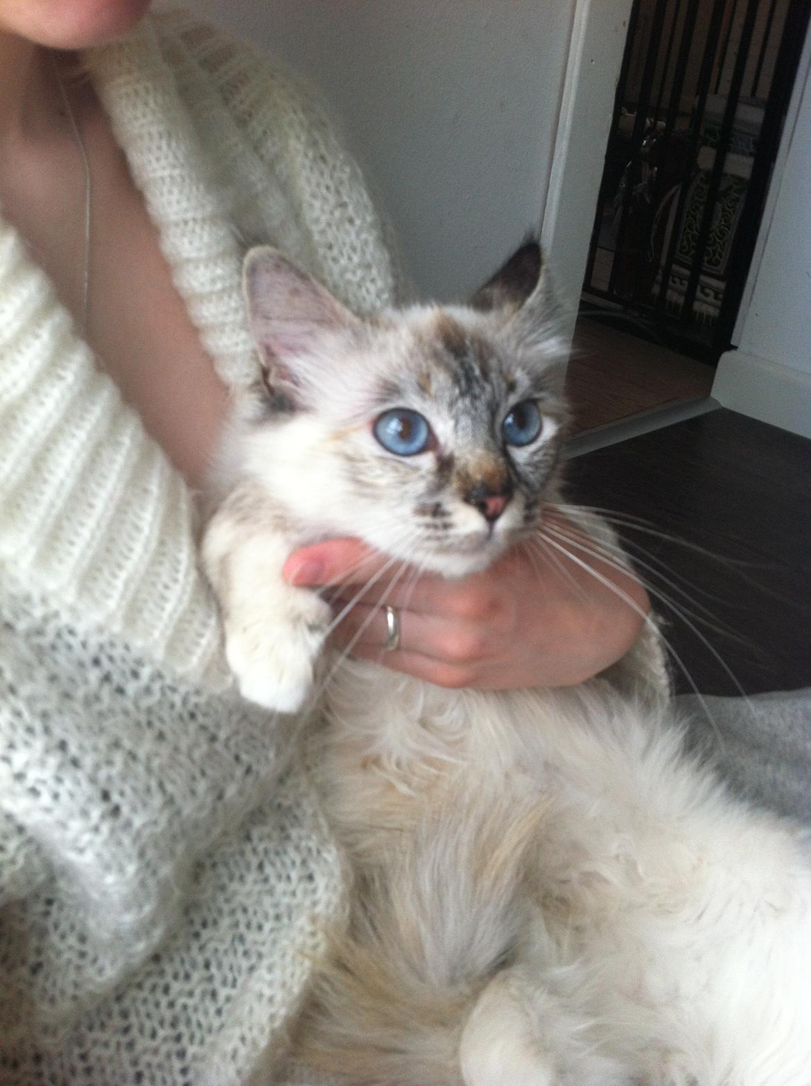 Hellig Birma Abella-Bruntortietabby billede 6