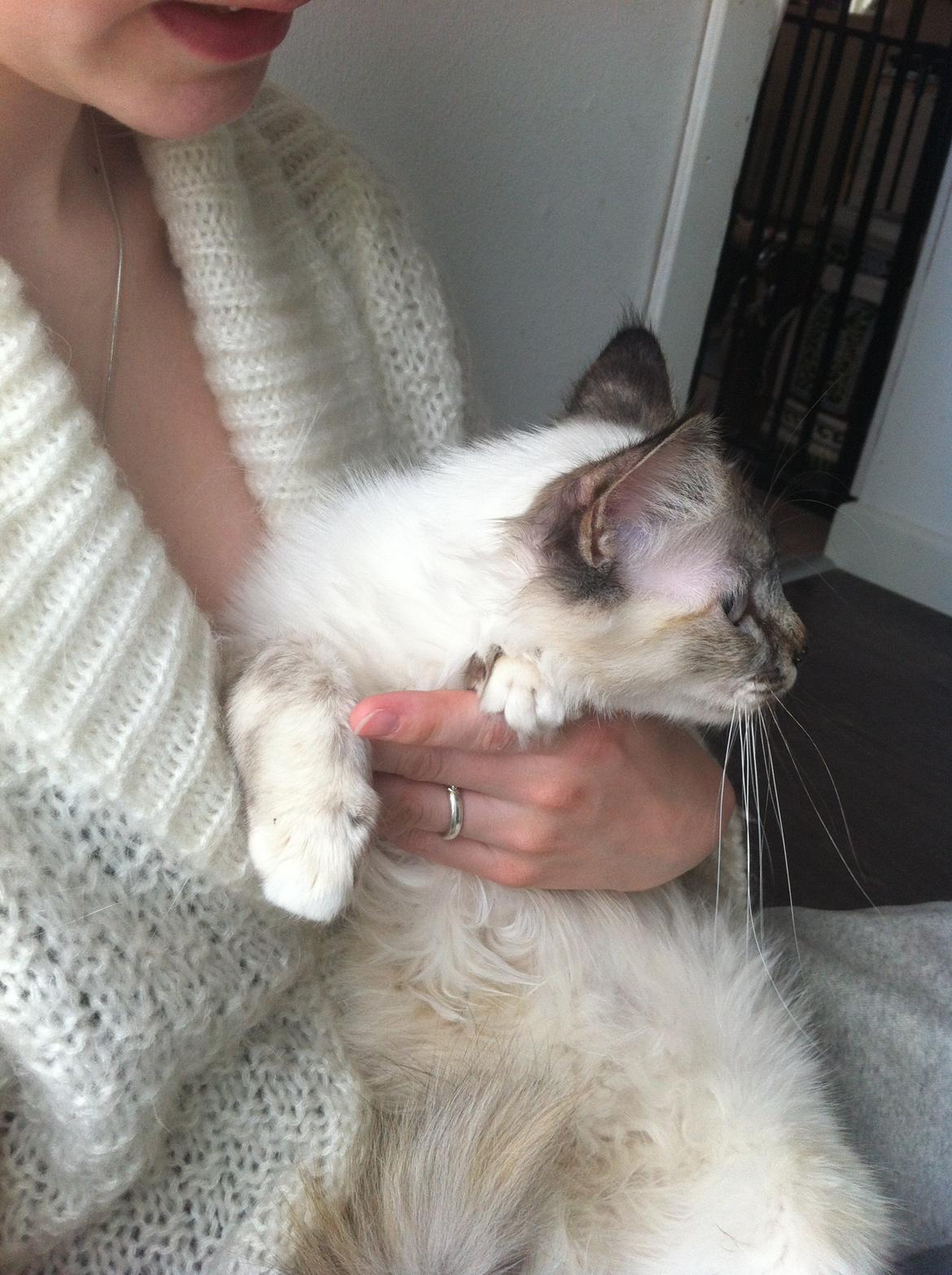 Hellig Birma Abella-Bruntortietabby billede 7