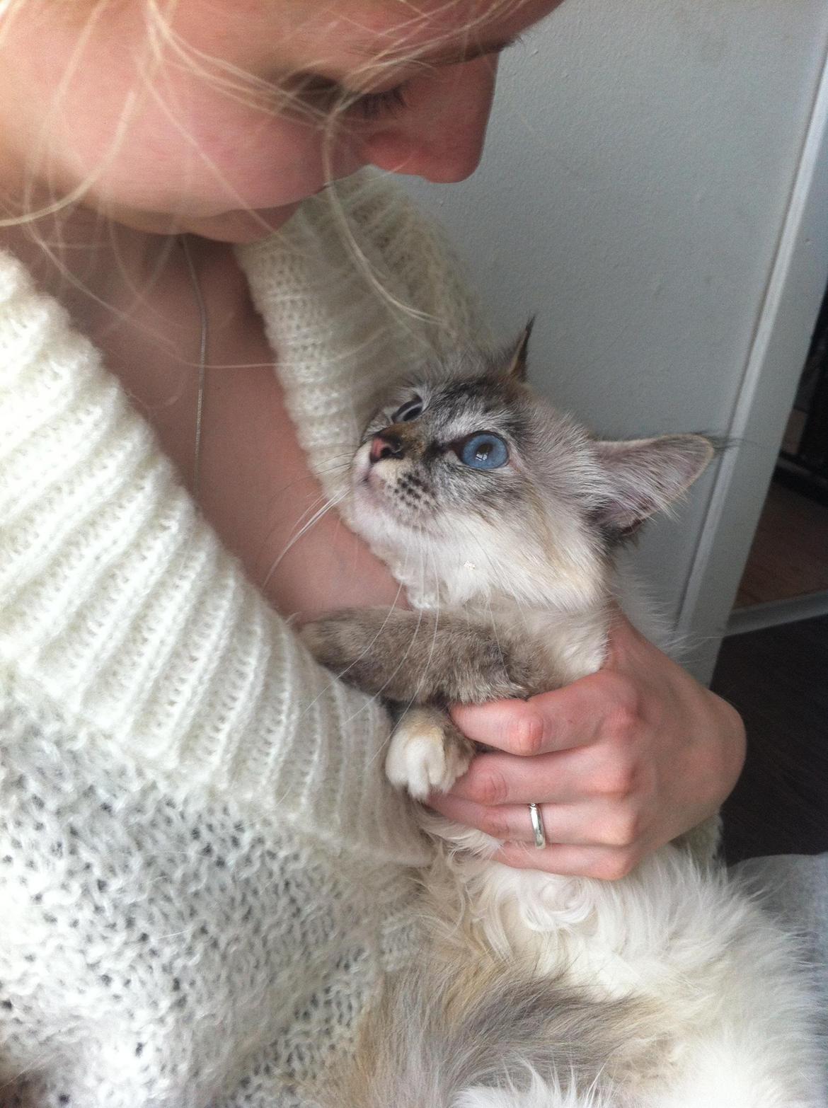 Hellig Birma Abella-Bruntortietabby billede 8