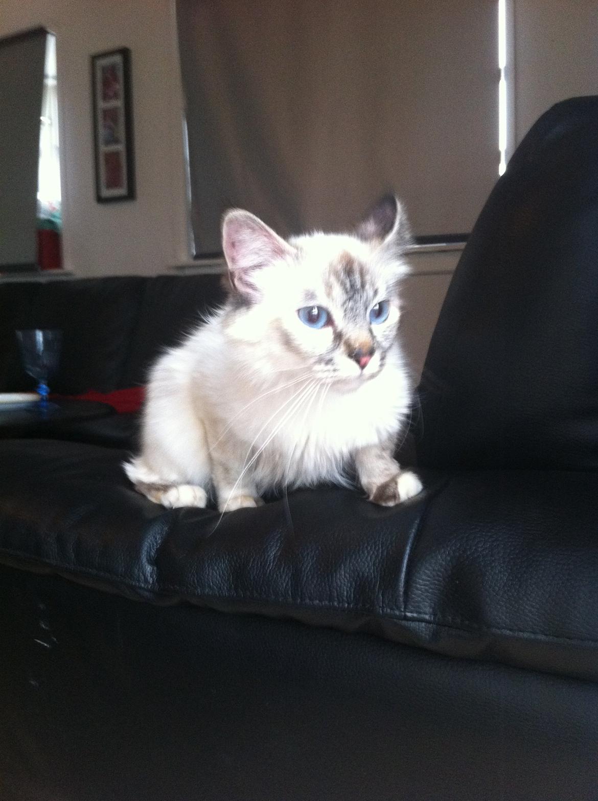 Hellig Birma Abella-Bruntortietabby billede 9