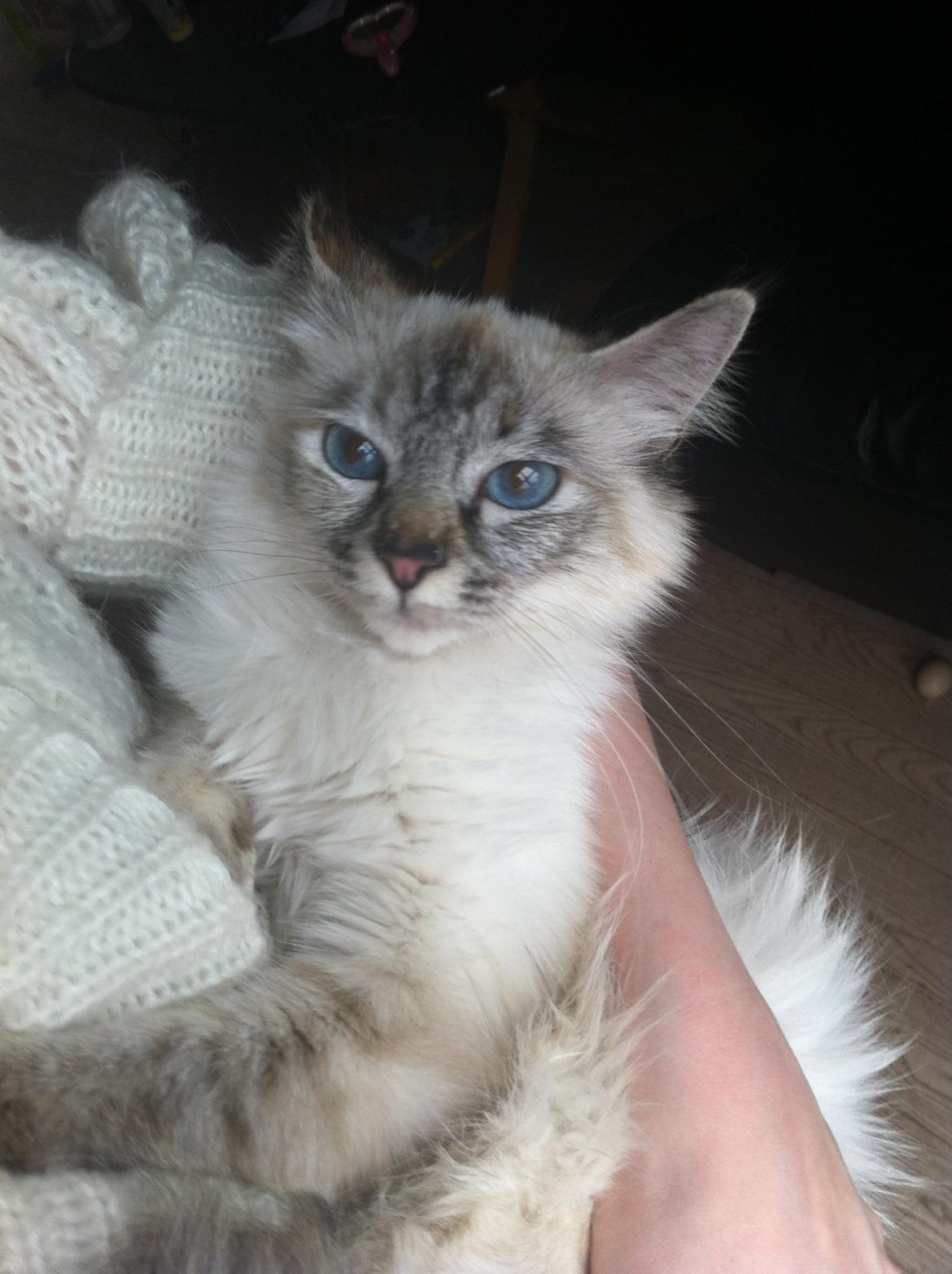 Hellig Birma Abella-Bruntortietabby billede 10