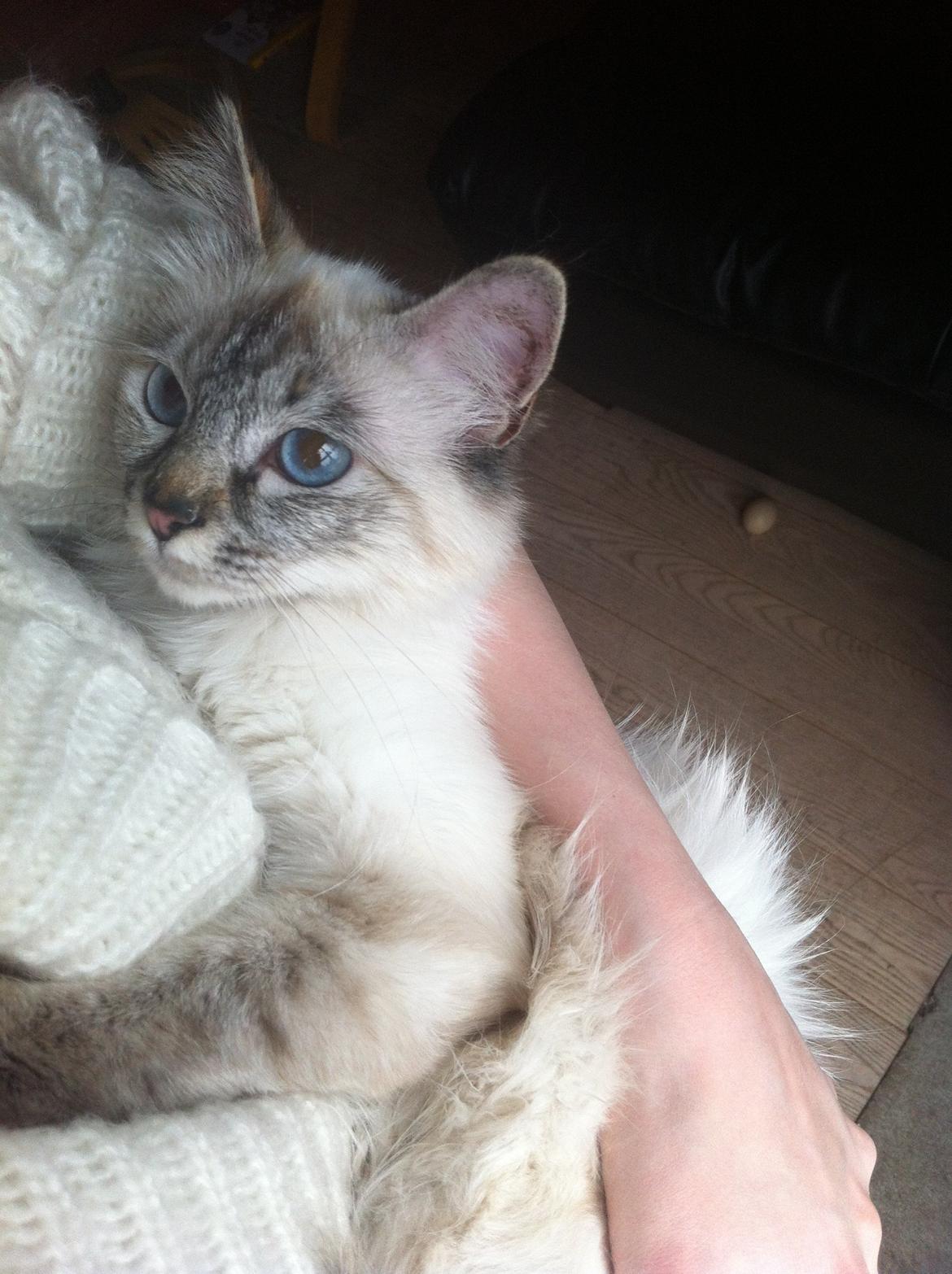 Hellig Birma Abella-Bruntortietabby billede 1